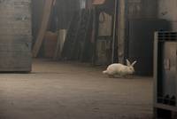 Кадр Цепной пёс