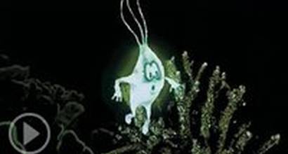 Мультфильм 