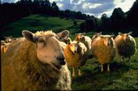 Кадр Бэйб: Четвероногий малыш