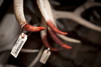 Кадр Ганнибал