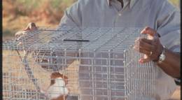 Кадр из фильма "Доктор Дулиттл" - 1