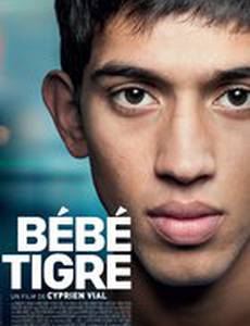 Молодой тигр