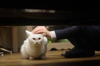 Кадр Кот: Глаза, которые видят смерть