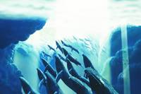 Кадр Фантазия 2000