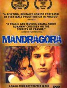 Мандрагора