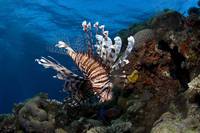 Кадр На глубине морской 3D