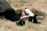 Кадр Черный красавец