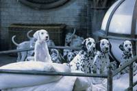 Кадр 102 далматинца