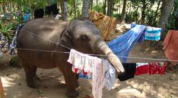 Кадр из фильма "Chandani: The Daughter of the Elephant Whisperer" - 1