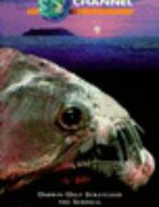 Galapagos: Beyond Darwin