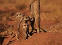 Кадр Сурикаты