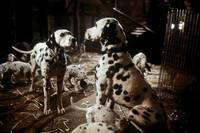 Кадр 101 далматинец