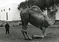 Кадр И карлики начинают с малого