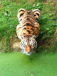 Кадр Мы купили зоопарк