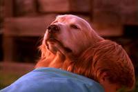 Кадр Дорога домой: Невероятное путешествие