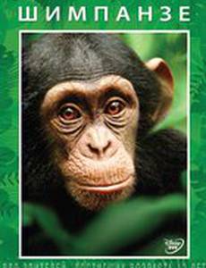 Шимпанзе