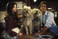 Кадр Собачья охранная система дома