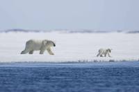 Кадр Мишка на севере