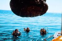 Кадр Кокон 2: Возвращение