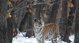 Кадр из фильма "Россия — царство тигров, медведей и вулканов" - 2