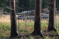 Кадр Белый тигр