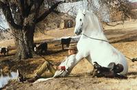 Кадр Счастливчик Люк