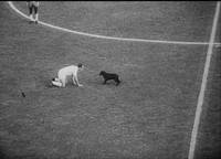 Кадр Кубок мира по футболу в Чили 1962 года