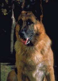 Кадр К-911 (видео)