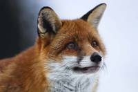 Кадр Девочка и лисенок