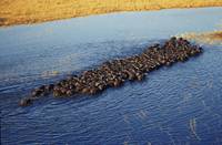 Кадр Африканское сафари 3D