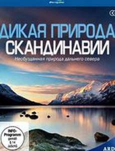 Дикая природа Скандинавии