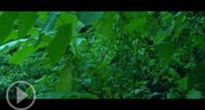 Музыкальный клип №1