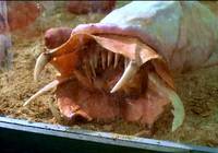 Кадр Презерватив-убийца