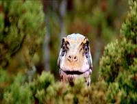 Кадр BBC: Прогулки с динозаврами (мини-сериал)