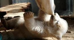 Кадр из фильма "Кнут и его друзья" - 2