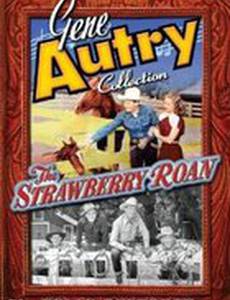 The Strawberry Roan