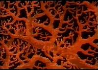 Кадр Принцесса подводного царства