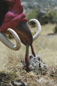 Кадр Миллион лет до нашей эры