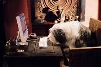 Кадр Лохматый папа