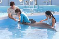 Кадр История дельфина