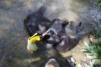 Кадр Chandani: The Daughter of the Elephant Whisperer