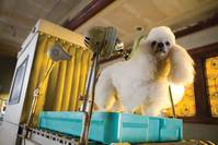 Кадр Отель для собак