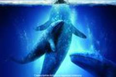 Все любят китов