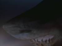 Кадр Охотник на акул