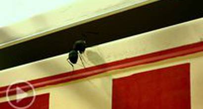 Трейлер №2 (русский) 