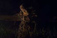 Кадр Шелуха