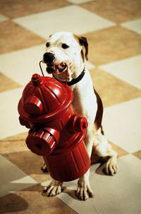 Кадр Пес и нищий