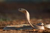 Кадр Сурикаты