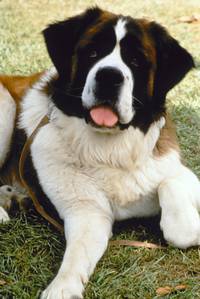 Кадр Бетховен