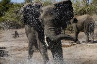 Кадр Африканское сафари 3D